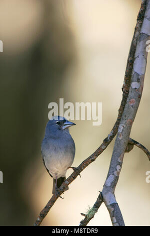 Mannetje Volwassen Blauwe Vink; maschio adulto fringuello azzurro Foto Stock