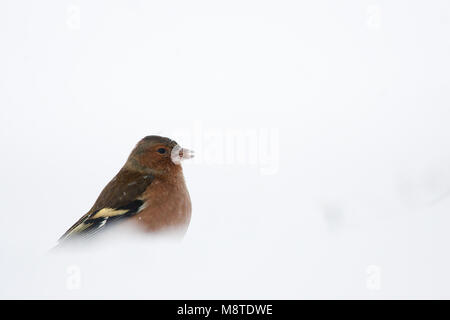 Mannetje Vink in de winter; maschio fringuello comune in inverno Foto Stock