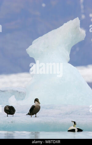 Eiders tussen poolijs; Eiders comune tra di ghiaccio di moto Foto Stock