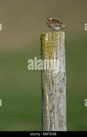 Watersnip rustend op een paal; Beccaccino in appoggio su un palo Foto Stock