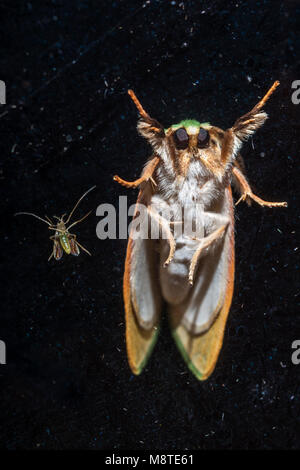 Due insetti in piedi in un bicchiere e illuminato, come due compagni nella notte Foto Stock