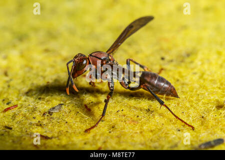 Immagine macro di un arancione wasp su un tessuto di colore giallo Foto Stock