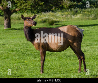 Alci pascolare in un prato erboso vicino a Trinidad, California Foto Stock