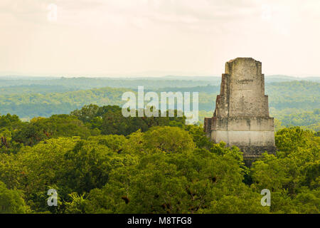 Rovine di Tikal in Guatemala con fitta giungla tropicale Foto Stock