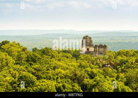 Rovine di Tikal in Guatemala con fitta giungla tropicale Foto Stock