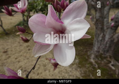 Il tulip tree è un grande albero che produce grandi fioriture simile a tulipani e è buono per ombra e richiede poca attenzione. Foto Stock