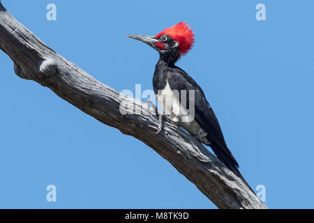 Witbuikspecht, bianco-Picchio panciuto, Dryocopus javensis Foto Stock