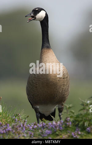 Roepende Canadese Gans, chiamando la maggiore Canada Goose Foto Stock