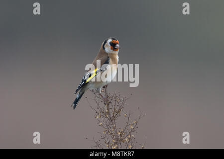 Putter foeragerend op zaden, cardellino rovistando sulle sementi Foto Stock