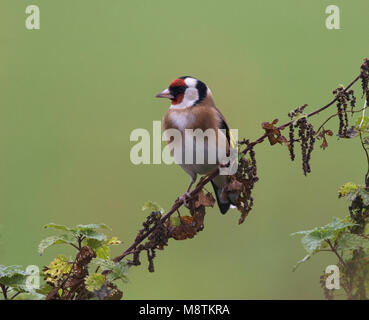 Putter foeragerend op zaden, cardellino rovistando sulle sementi Foto Stock