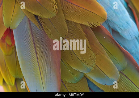 Groenvleugelara close-up; rosso-verde Macaw close up Foto Stock