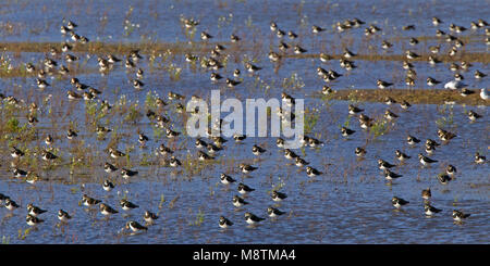 Kievit groep rustend in acqua; Pavoncella gregge appoggiato in acqua Foto Stock