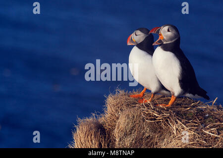 Papegaaiduiker staand op rots en roepend; Atlantic Puffin appollaiato sulla roccia e la chiamata Foto Stock