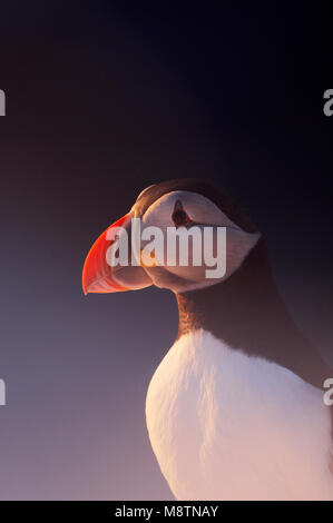 Papegaaiduiker close-up; Atlantic Puffin close-up Foto Stock