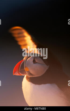 Papegaaiduiker close-up; Atlantic Puffin close-up Foto Stock