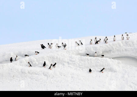 Papegaaiduikers staand in Atlantico sneeuw i puffini arroccato nella neve Foto Stock
