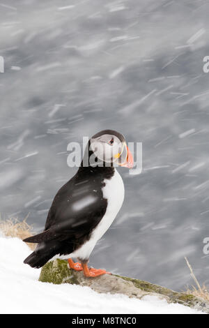 Papegaaiduiker staand in Atlantico sneeuw Puffin arroccato nella neve Foto Stock