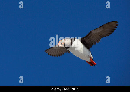 Papegaaiduiker vliegend; Atlantic Puffin battenti Foto Stock