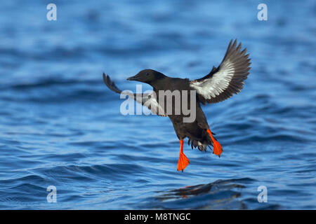 Riskila 2205 (Cepphus grylle) nero Guillemot Isokari Finlandia Luglio 2008 Foto Stock