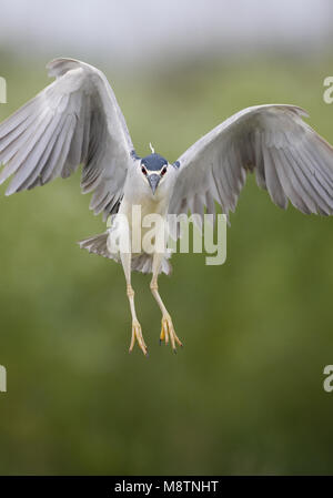 Nitticora battenti ; Kwak opvliegend Foto Stock