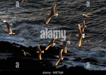 Drieteenmeeuw volwassen vliegend; Nero zampe adulto Kittiwake battenti Foto Stock