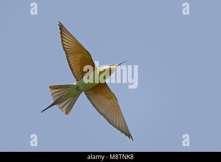 Groene bijeneter vlucht in Oman, Blu-cheeked Bee-eater in volo Oman Foto Stock