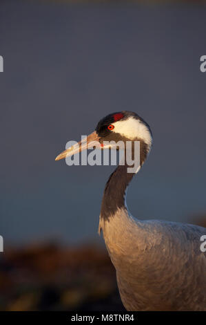 Kraanvogel close-up; gru comune close-up Foto Stock