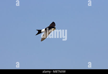 In Huiszwaluw de vlucht; Casa comune Martin in volo Foto Stock