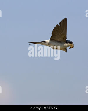 In Huiszwaluw de vlucht; Casa comune Martin in volo Foto Stock