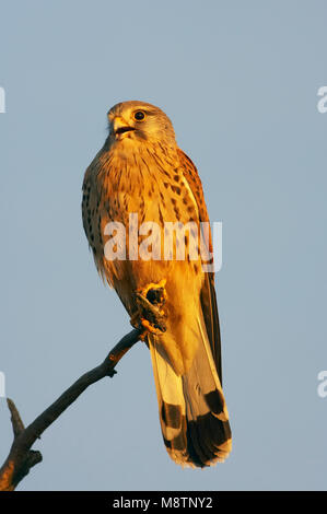 Torenvalk roepend; Comune gheppio chiamando Foto Stock