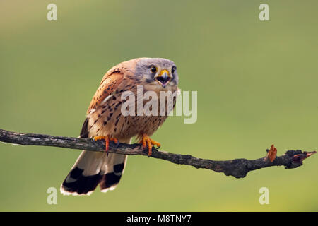 Mannetje Torenvalk roepend; Comune gheppio maschio chiamando Foto Stock