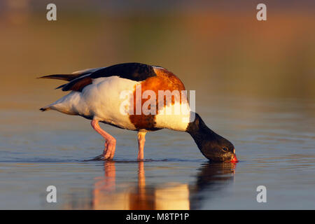 Bergeend vrouwtje foeragerend; Comune Shelduck rovistando femmina Foto Stock