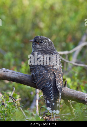 Kaki 0104 (Cuculus canorus) cuculo Kiiminki Finlandia Agosto 2008 Foto Stock