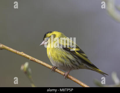 Eurasian Lucherino maschio appollaiato; Sijs uomo zittend Foto Stock