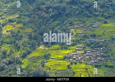 Campi di riso terrazzati, paddy in Nepal. Agricoltura biologica Foto Stock