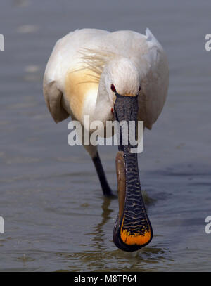 Adulto Lepelaar foeragerend; Eurasian Spoonbill adulto foraggio Foto Stock