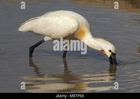 Adulto Lepelaar foeragerend; Eurasian Spoonbill adulto foraggio Foto Stock