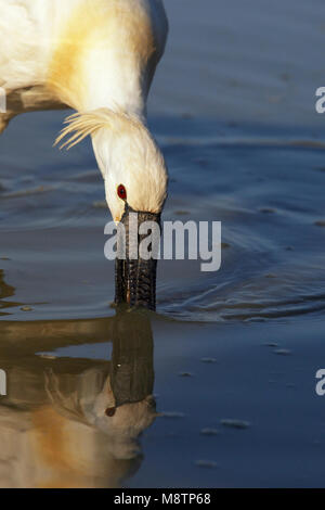 Adulto Lepelaar foeragerend; Eurasian Spoonbill adulto foraggio Foto Stock