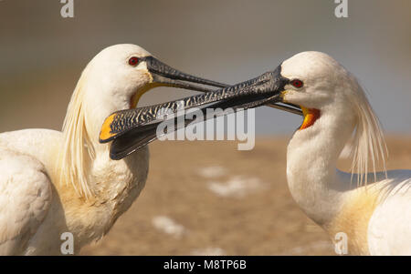 Lepelaar twee vogels elkaar poetsend, Eurasian Spoonbill due uccelli preening ogni altro Foto Stock