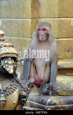 Seduta scimmia macaco su Swayambhunath Stupa di Kathmandu in Nepal Foto Stock