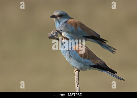 Rullo di europeo di coppia con la preda appollaiato sul ramo Hongary, Scharrelaar paar incontrato prooi zittend op tak Hongarije Foto Stock