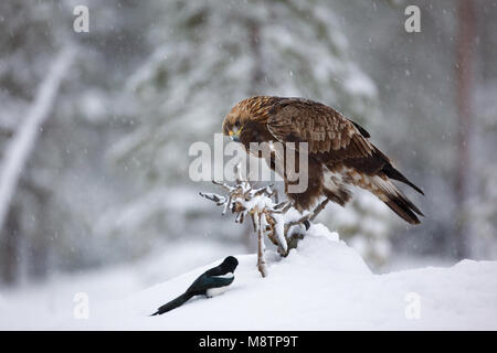 Steenarend zittend in de sneeuw incontrato Ekster; Golden Eagle appollaiato sulla neve con Eurasian gazza Foto Stock