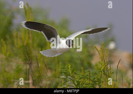 Little Gull fouragering; Dwergmeeuw fouragerend Foto Stock