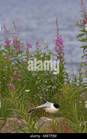 Little Gull adulti nella colonia di allevamento; Dwergmeeuw volwassen staand in broedkolonie Foto Stock