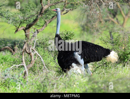 Struzzo somalo (Struthio molybdophanes) nel Samburu Buffalo-Springs NP, Kenia Foto Stock