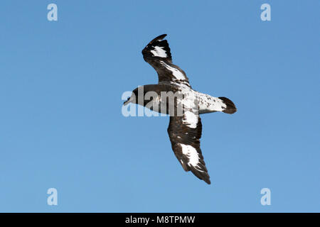 Kaapse Stormvogel, Cape Petrel, Daption capense Foto Stock