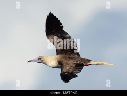 Roodpootgent; rosso-footed Booby, tra la Nuova Caledonia e Rennel Island, 4 Aprile 2013 Foto Stock