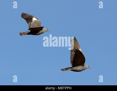 Witkraagduif, bianco-Piccione a collare, Columba albitorques Foto Stock