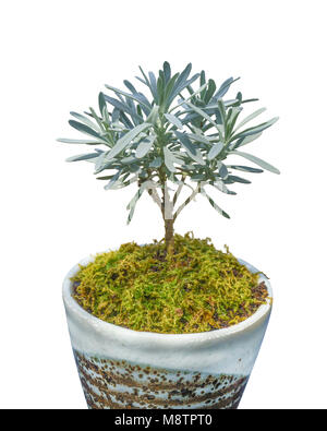 Bonsai isolato di albero in vaso con muschio verde sul terreno Foto Stock