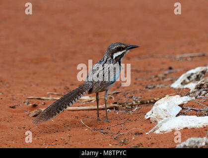 Langstaartgrondscharrelaar, Long-tailed Ground-Roller Foto Stock